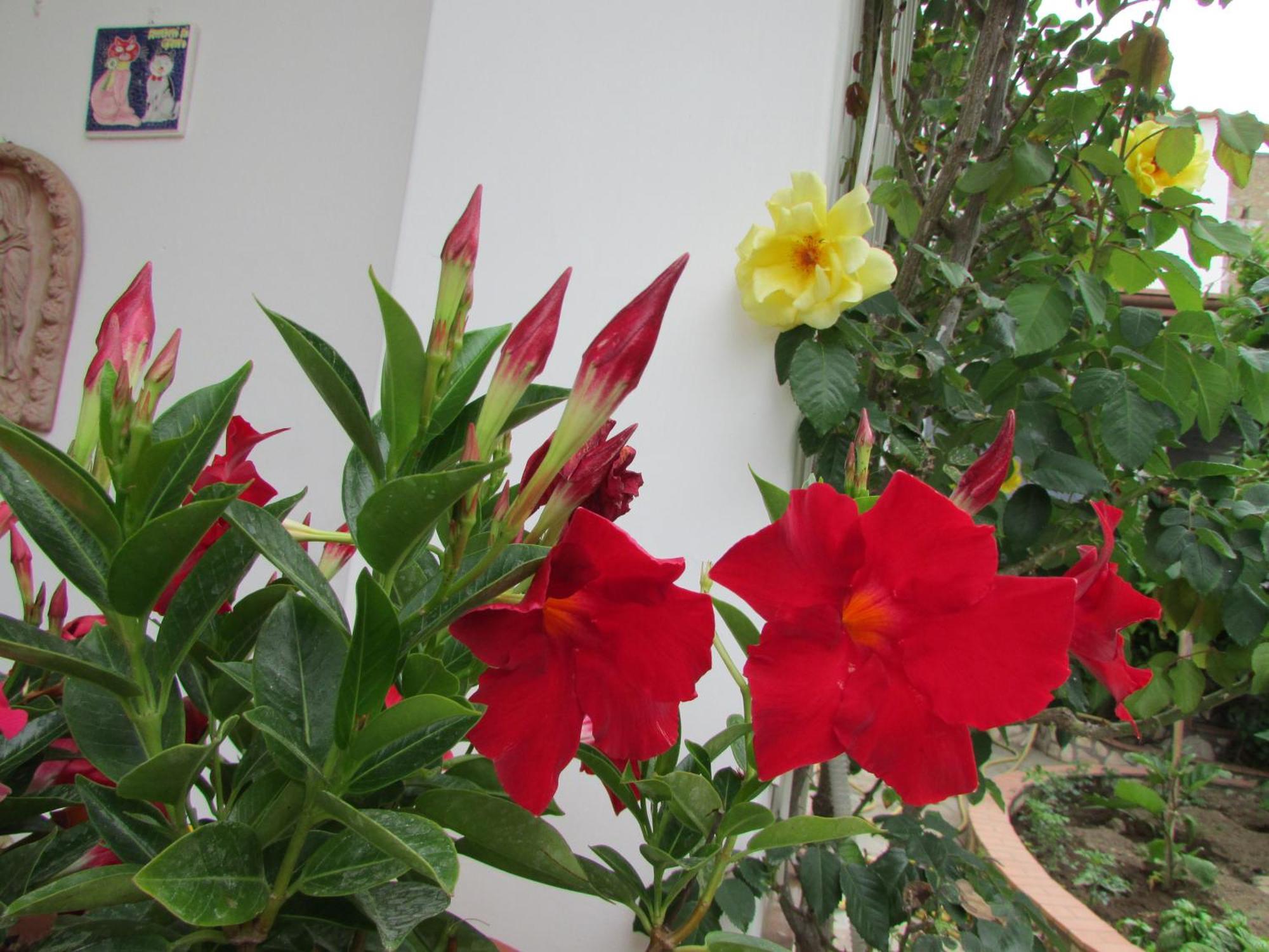 B&B Palazzo A Mare Capri Exteriör bild